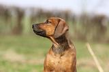 RODESIAN RIDGEBACK 126